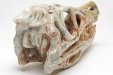 Carved Crazy Lace Agate Dinosaur Skull #208832-5